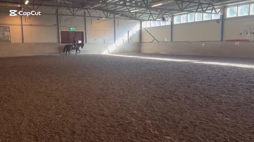 Allround hästar till salu: Charming söker ett nytt hem i Piteå - Video 3