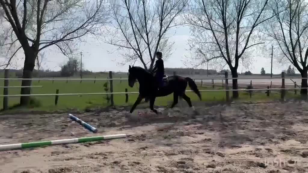 Allround hästar till salu: 9-Year-Old Polish Warmblood Gelding – 166 cm - Video 2