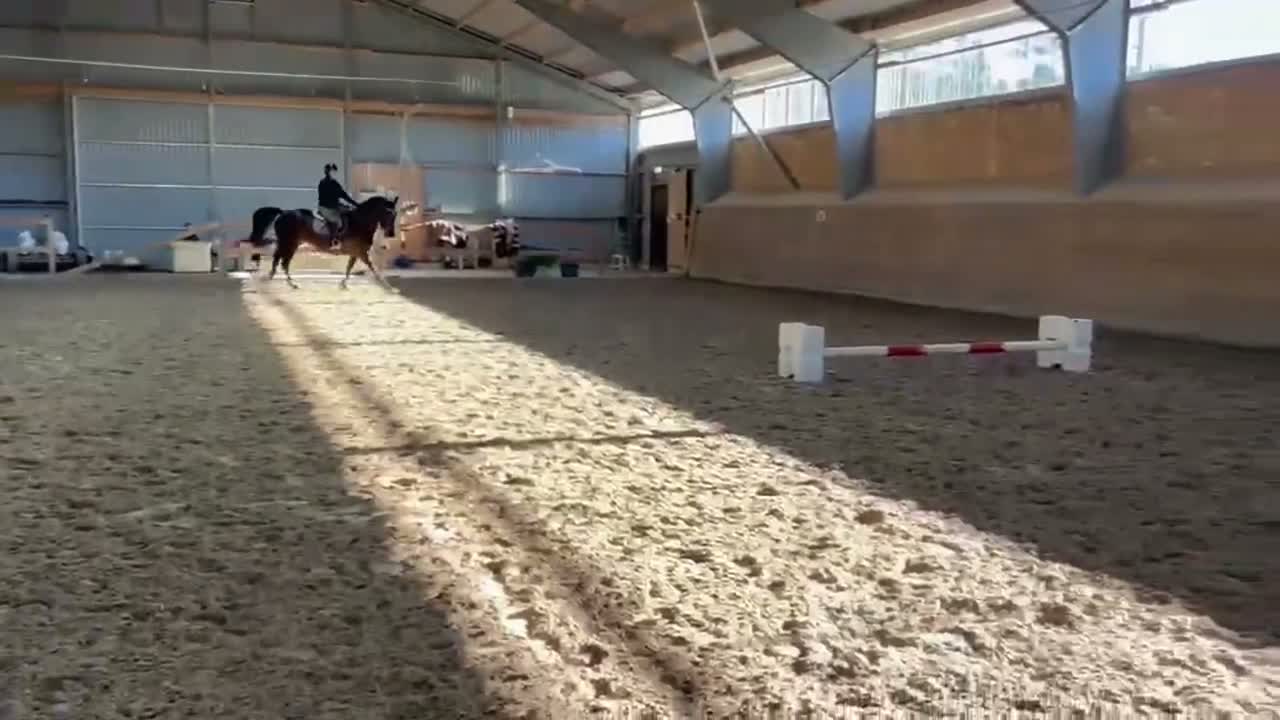 Allround hästar till salu: Trevligt sto - Video 2