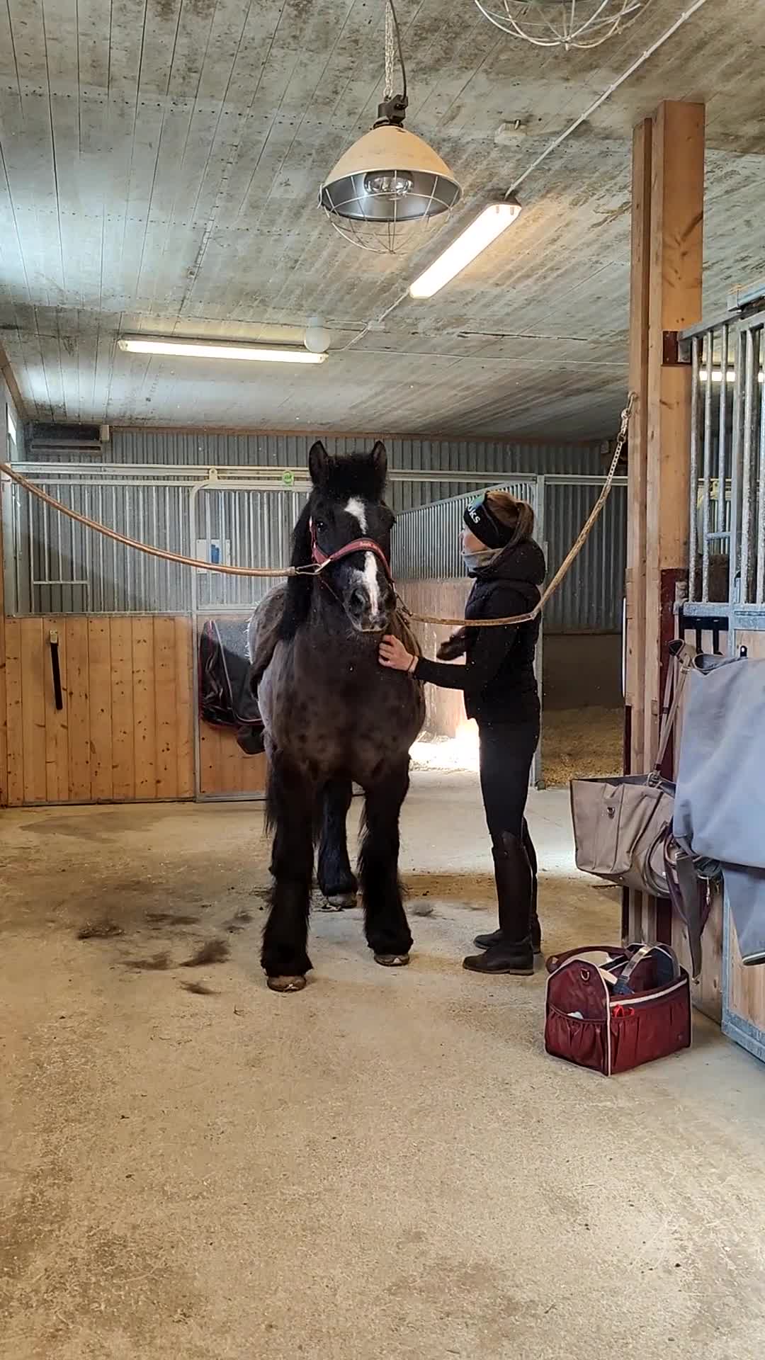 Allround hästar till salu: Världens bästa Teddy - Video 3