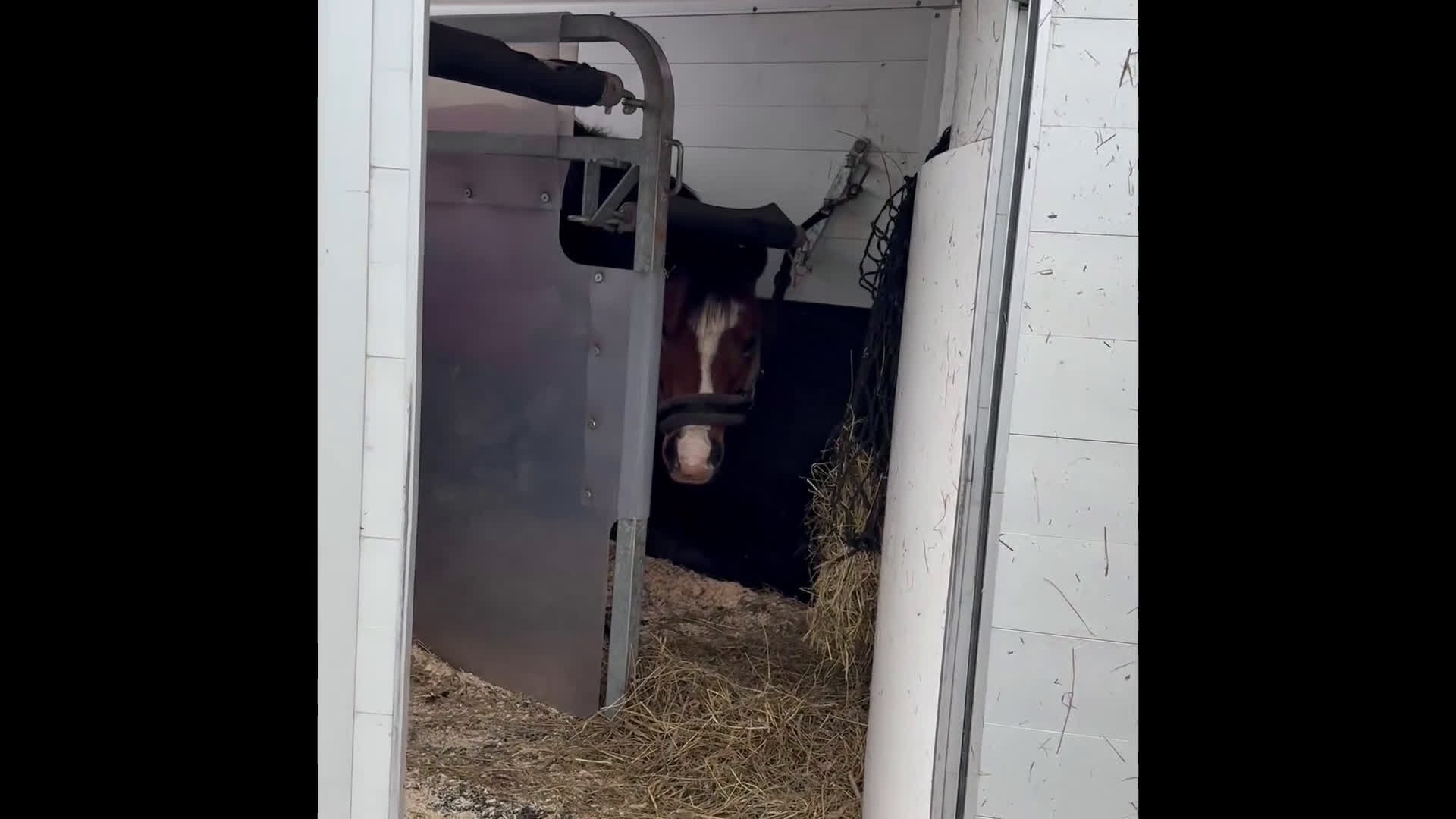 Allround hästar till salu: Supergulligt B ponny sto!  - Video 2