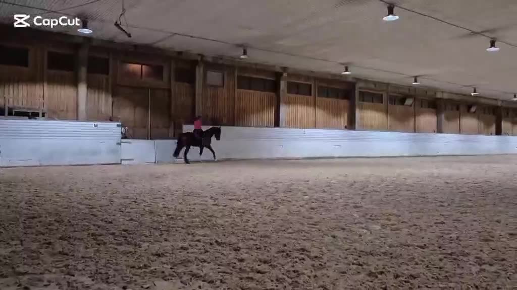 Allround hästar till salu: Trevligt fullblod för fälttävlan/hoppning - Video 1