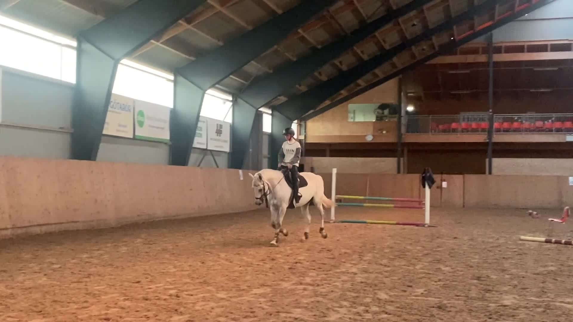 Hoppning hästar till salu: Cardento- sto med stor kapacitet - Video 5