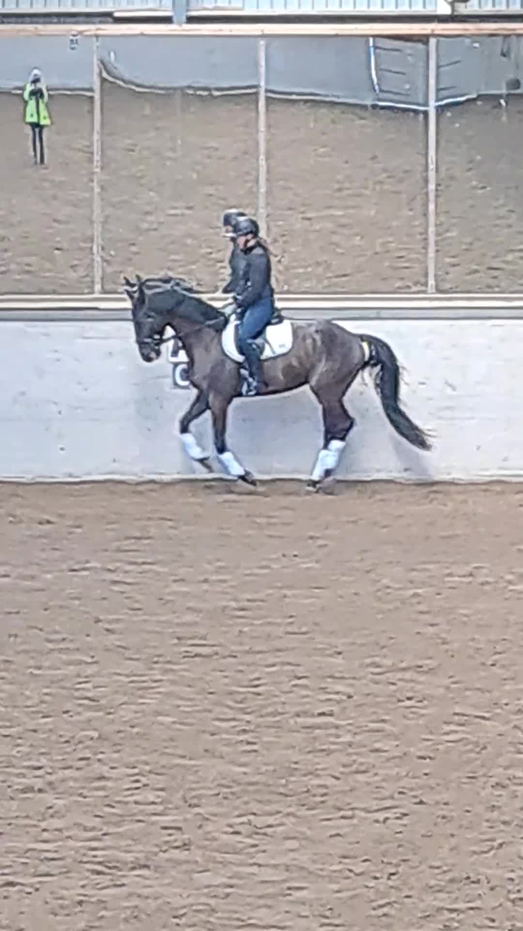 Dressyr hästar till salu: Dressyrtalang 5 årig valack e Americano GJ  - Video 1