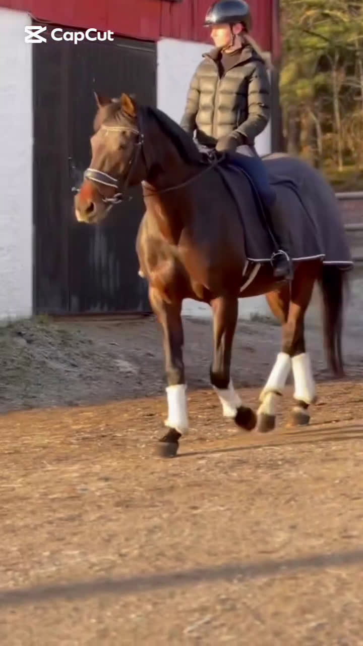 Dressyr hästar till salu: Adelphie - Hästen med ett hjärta av guld - Video 1