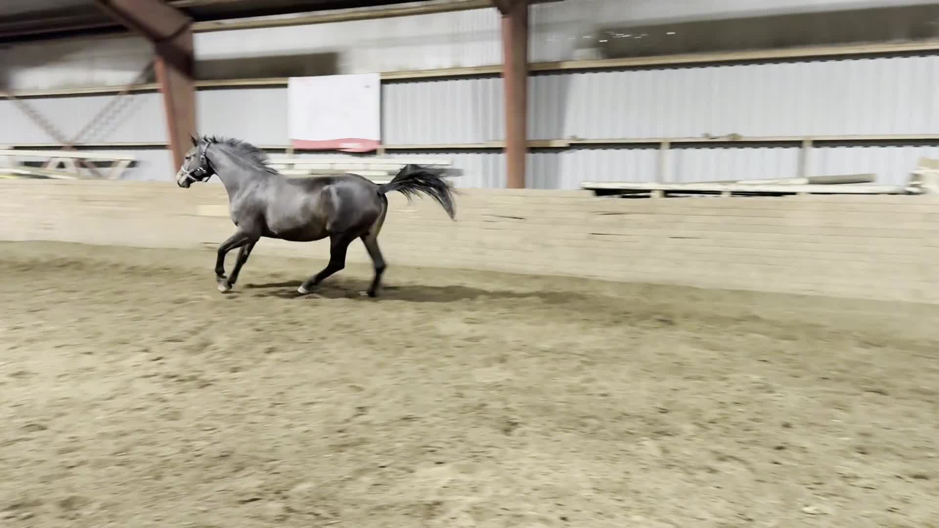 Hoppning hästar till salu: 5-årigt sto e Dom Perignon Z - Hip Hop - Aladin Z - Video 1