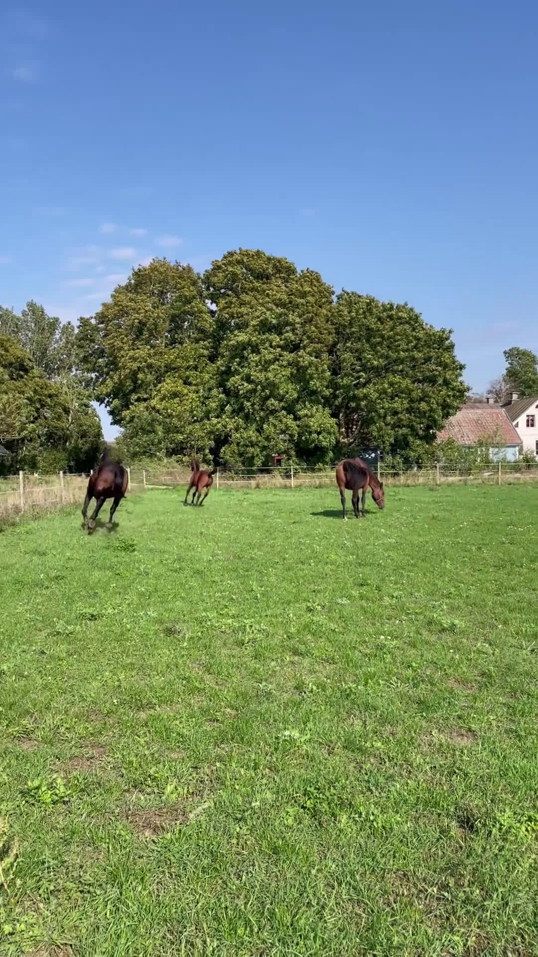 Hoppning hästar till salu: Stoföl e. Cosmos Hästak ue. Heartbeat  i Mörbylånga - Video 2