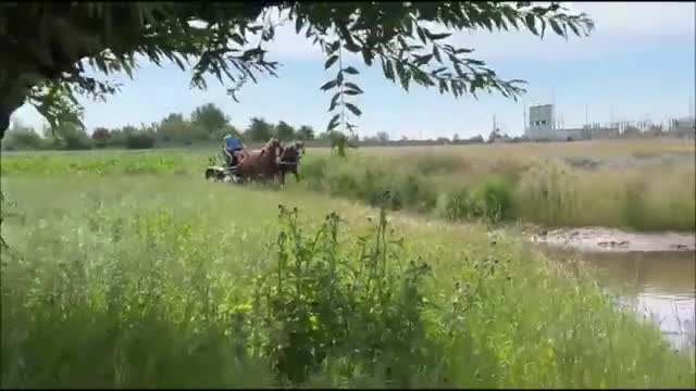 Allround hästar till salu: Top coloured dressage & driving Champion - Video 3