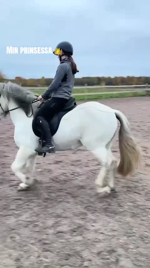 Allround hästar till salu: En bästa vän för livet❤️ - Video 2