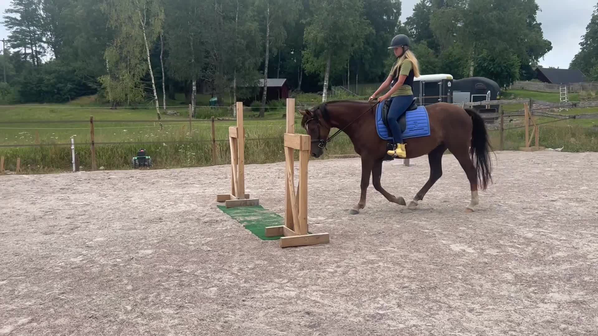 Allround hästar till salu: Nätt feminint sto för framtiden - Video 1