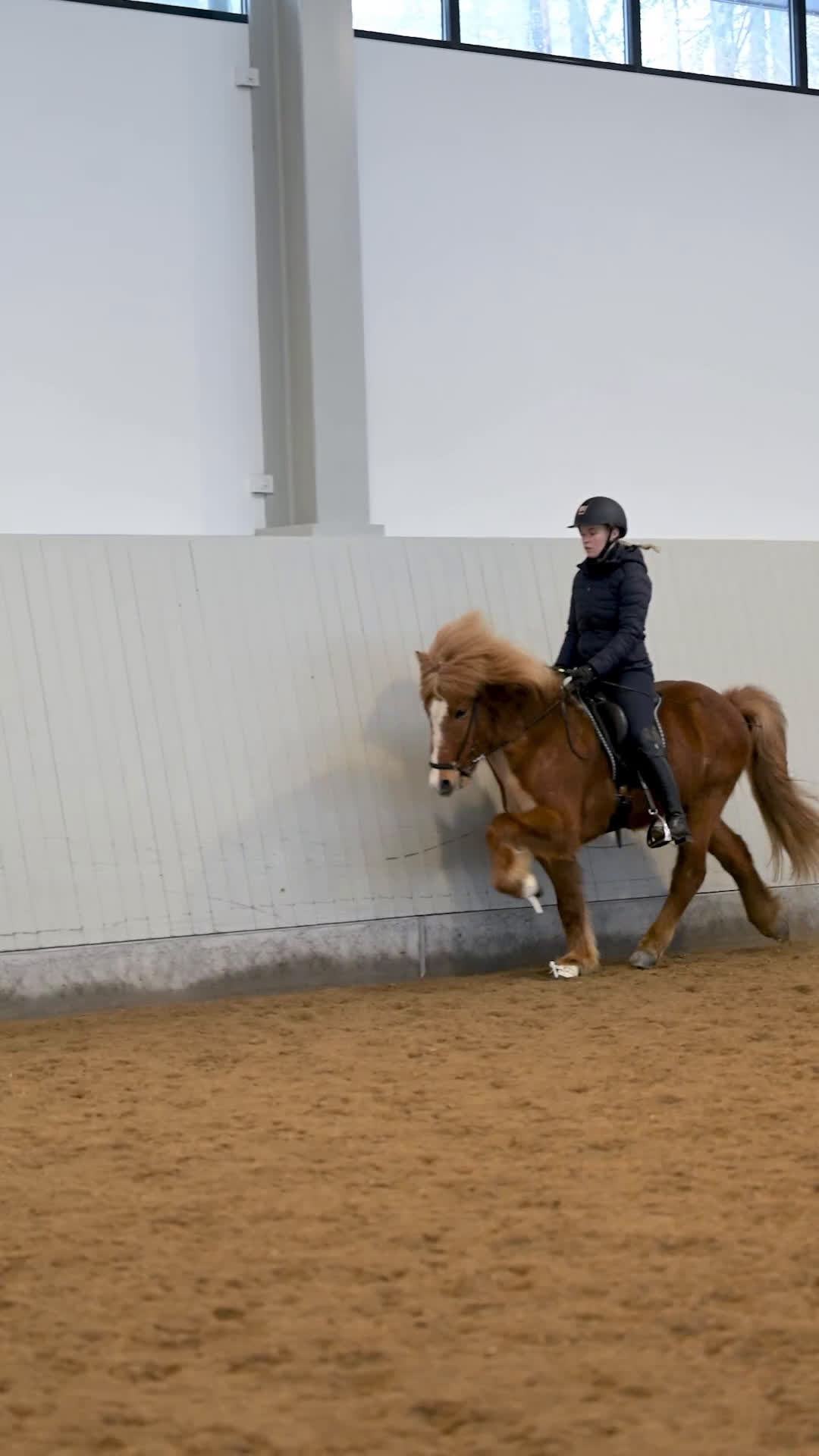 Island hästar till salu: Flott femgångsvalack med mycket tölt!  - Video 1
