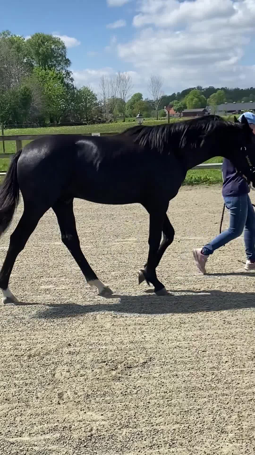 Dressyr hästar till salu: Vacker 1-årshingst med fina poäng - Video 5