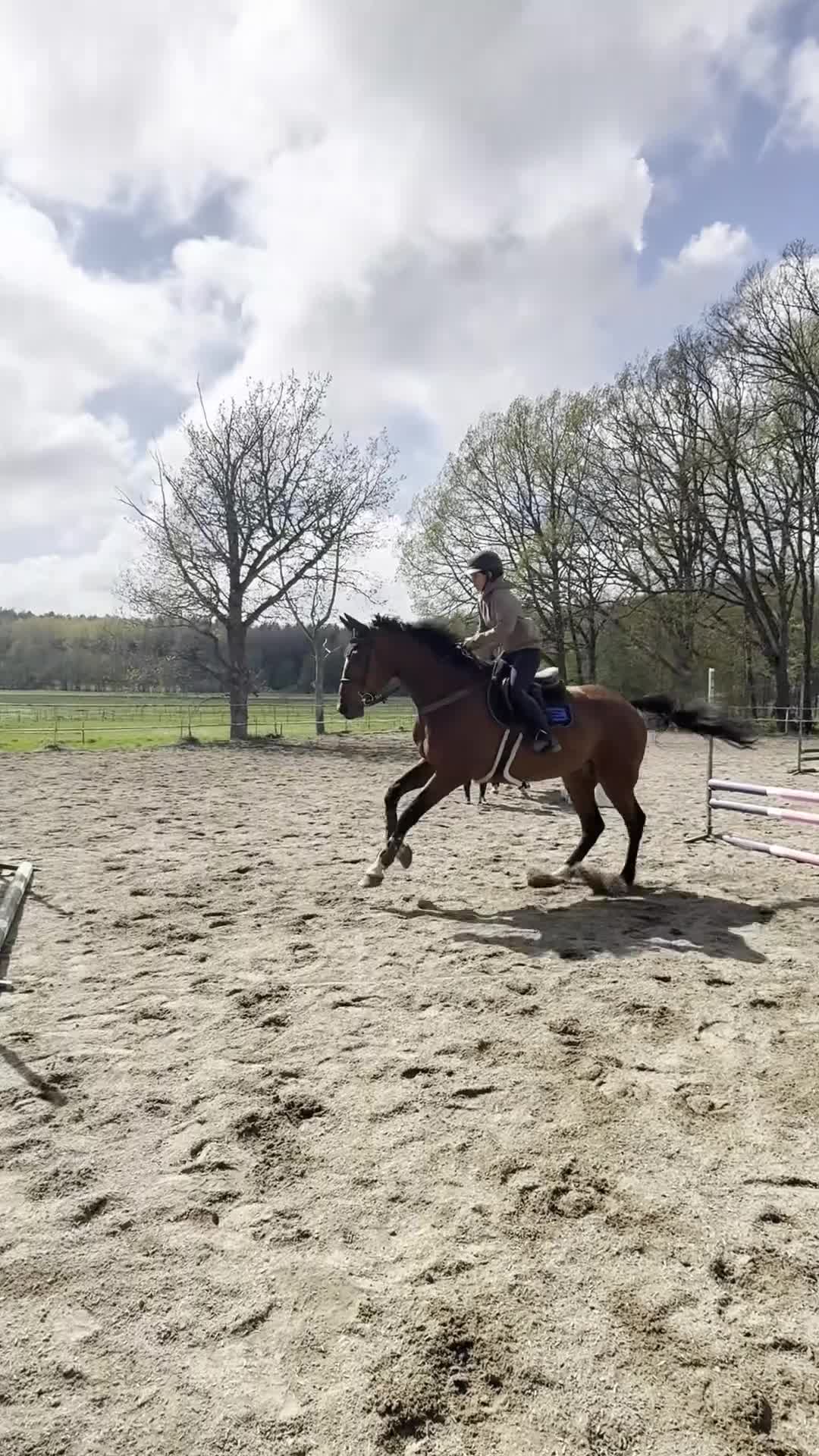 Hoppning hästar till salu: Jättefin 6:åring till salu - Video 1