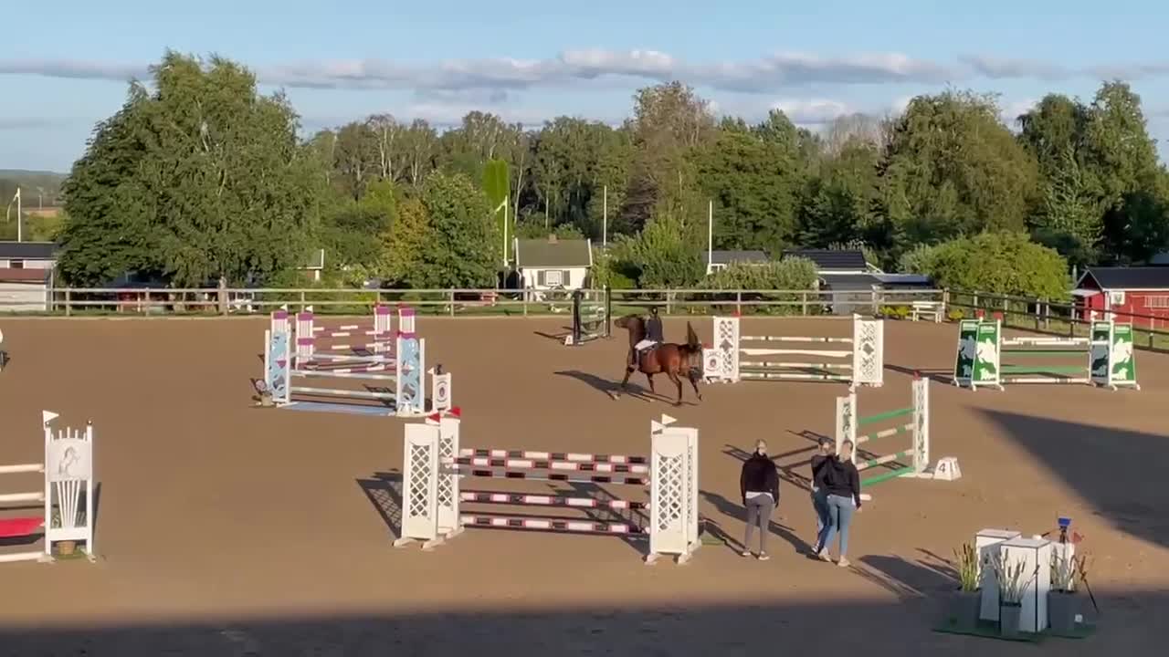 Hoppning hästar till salu: Fint sto säljes förmånligt - Video 1