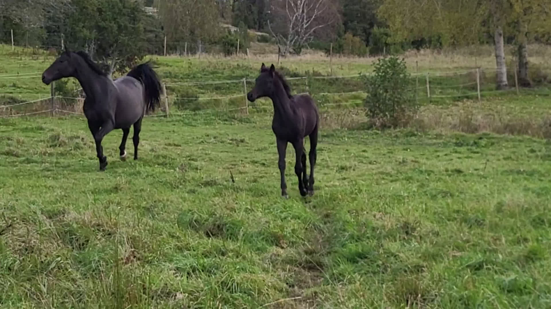 Hoppning hästar till salu: Vackert hingstföl efter Mr Vain  i Mjölby - Video 3