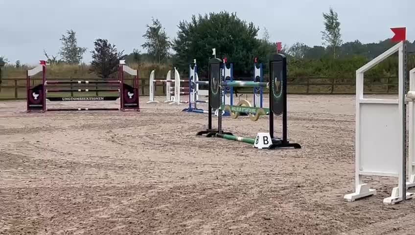 Hoppning hästar till salu: En häst för framtiden  - Video 1