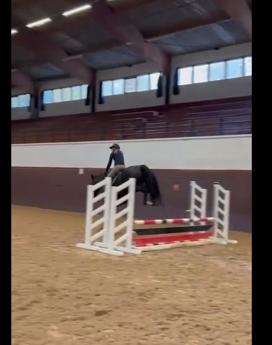 Dressyr hästar till salu: Valack 2018 e Danone i Ingarö - Video 2