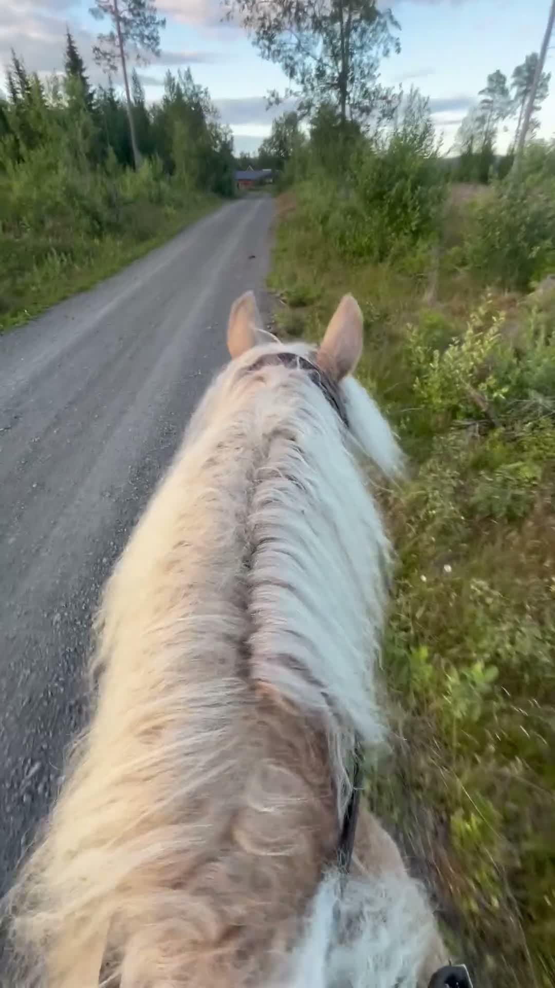  medryttarhäst finnes: Världens snällaste häst söker medryttare i Trångsviken - Video 1