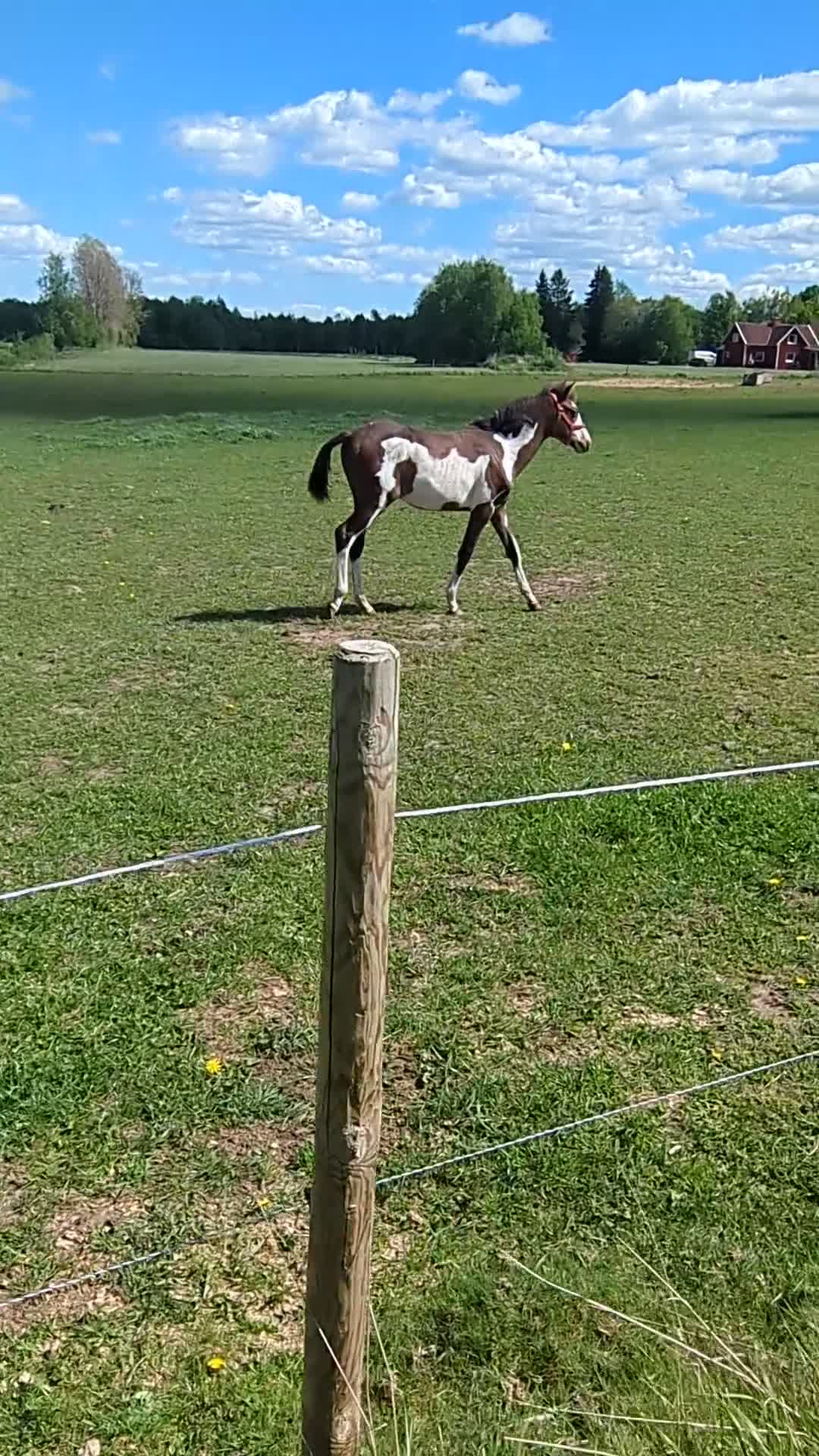 Allround hästar till salu: Fullblodshingst -25 New forest -12 söker 5🌟hem i Tidaholm - Video 1