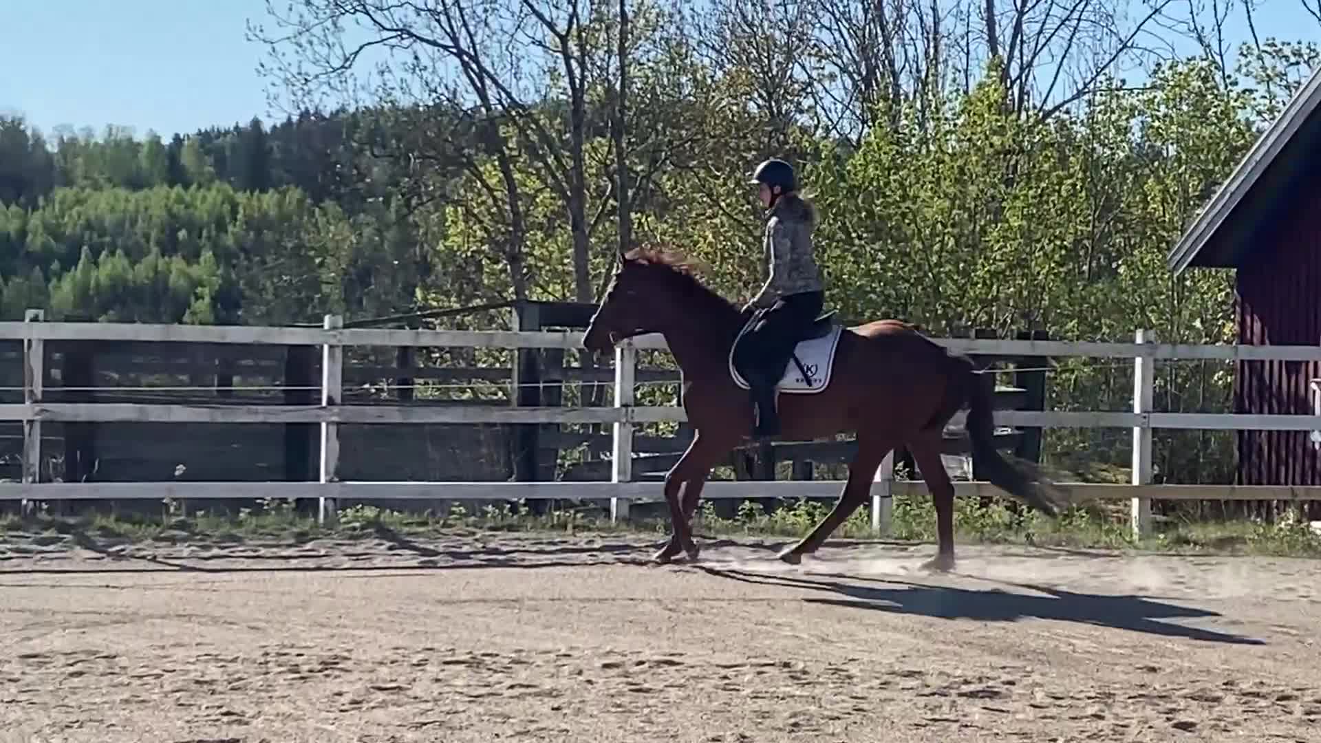 Allround hästar till salu: Vackert och vänligt sto i Trollhättan - Video 3