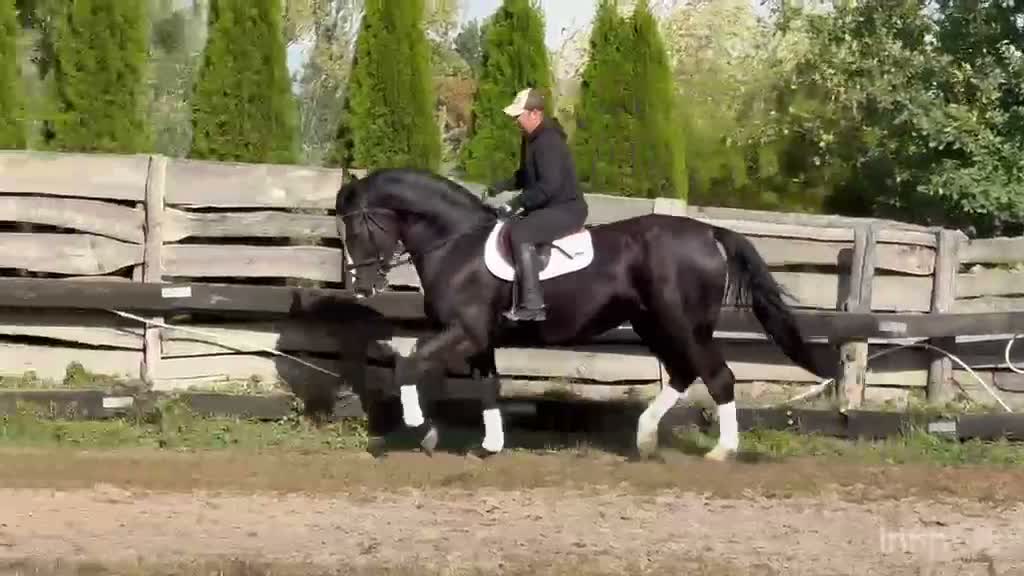 Allround hästar till salu: Hajli–Lovely Silesian Mare|169cm|Dressage&Allround - Video 1
