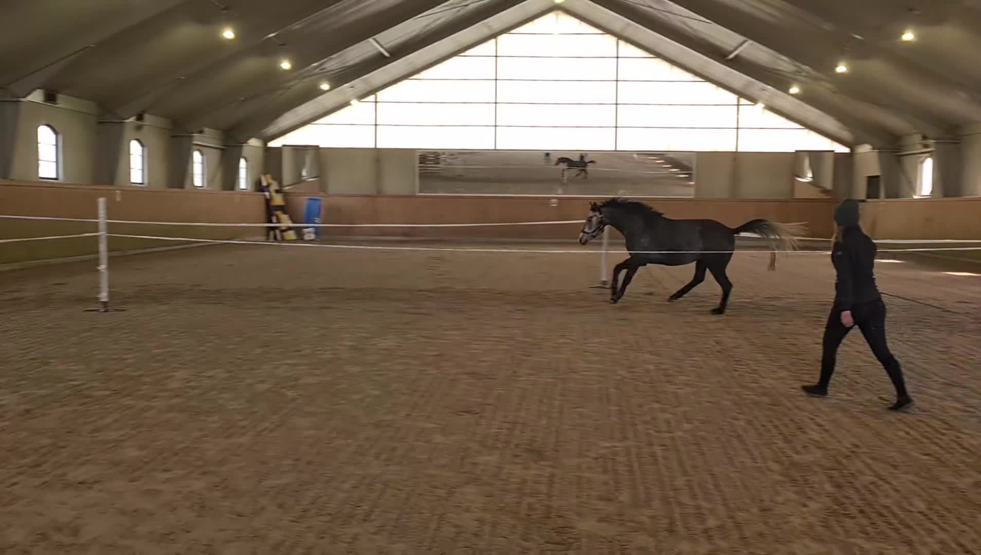 Hoppning hästar till salu: Sockersött sto - Video 1