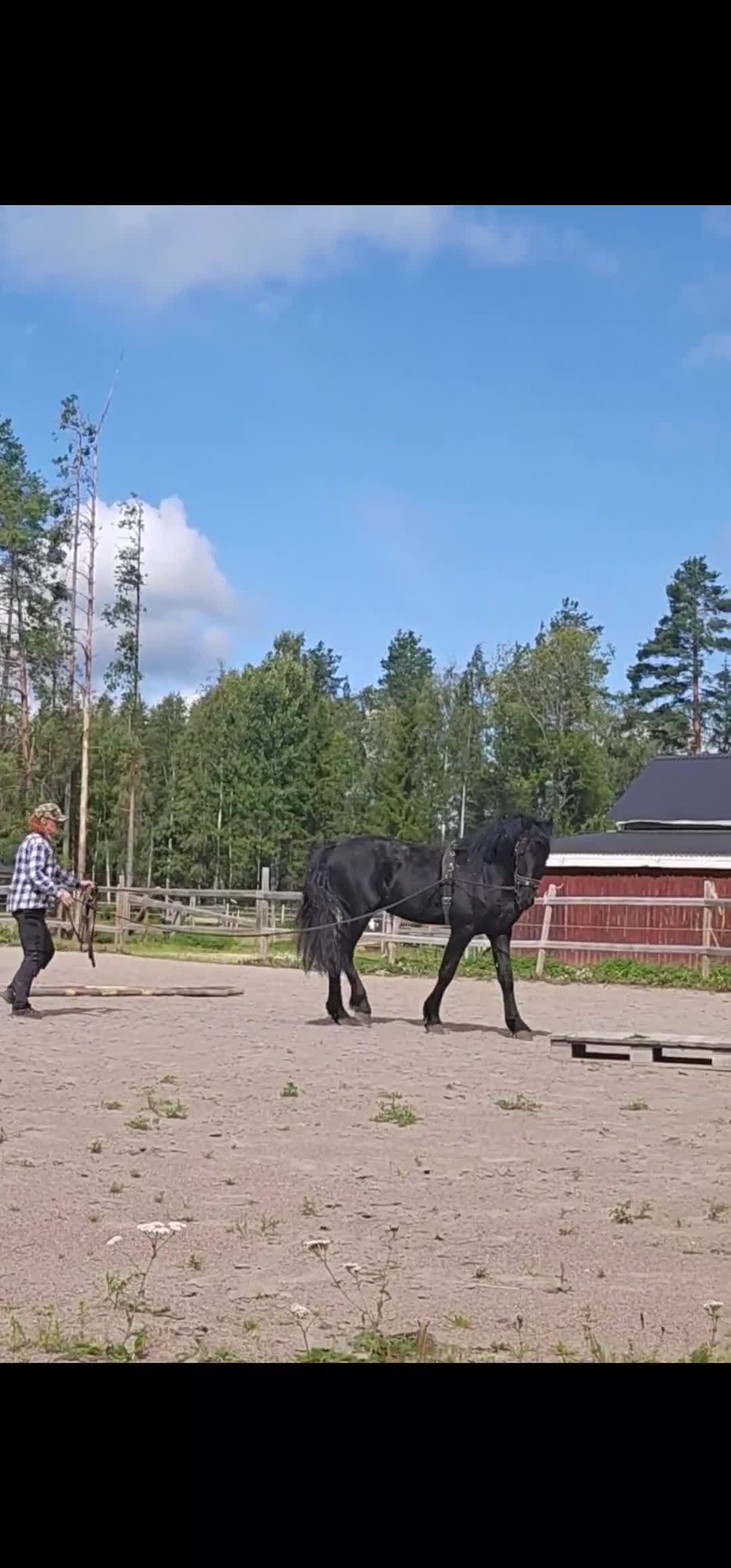 Allround hästar till salu: Cool, snygg och lätt unghäst - Video 2