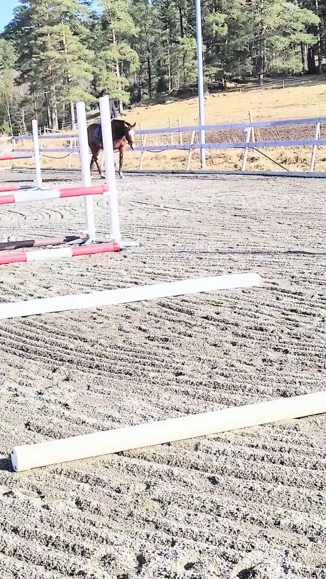 Hoppning hästar till salu: 5-årigt sto med enorm personlighet och potential  - Video 1