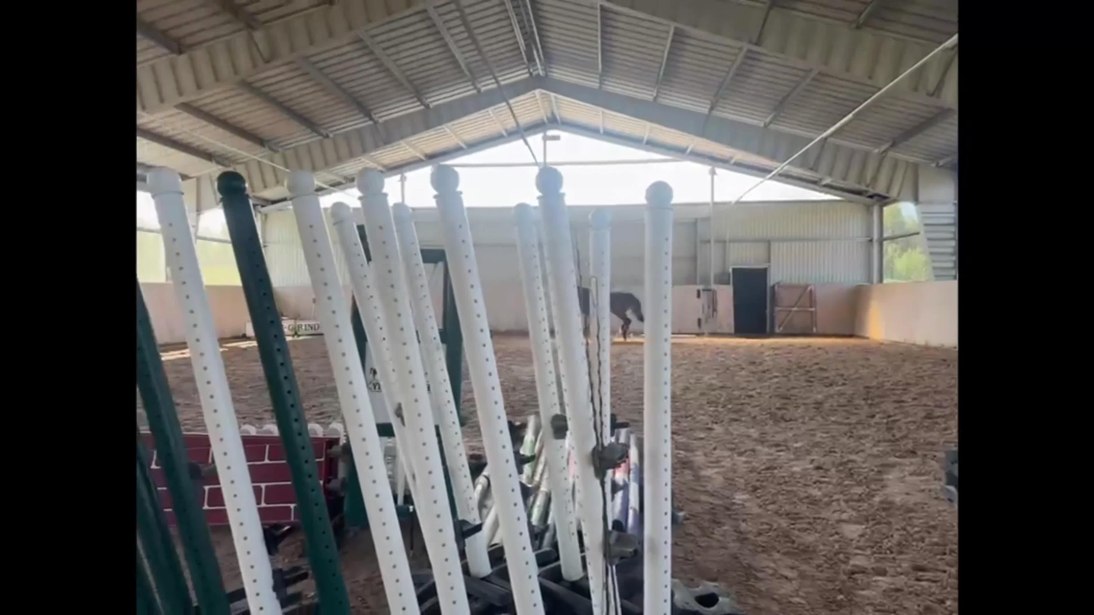 Dressyr hästar till salu: Genomsnäll blivande tävlingshäst  - Video 3