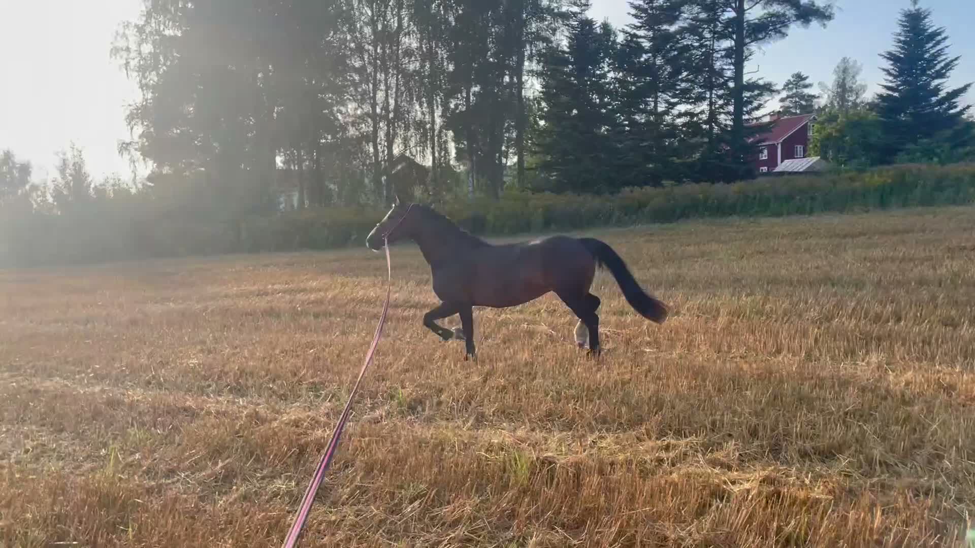 Allround hästar till salu: Mycket fin C-ponny - projekt - Video 1