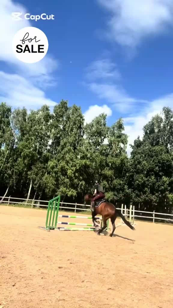 Allround hästar till salu: Allround häst med motor💕 - Video 3
