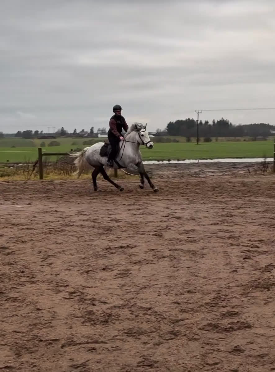 Hoppning hästar till salu: Supersnäll drömponny! i Västra Tunhem - Video 2