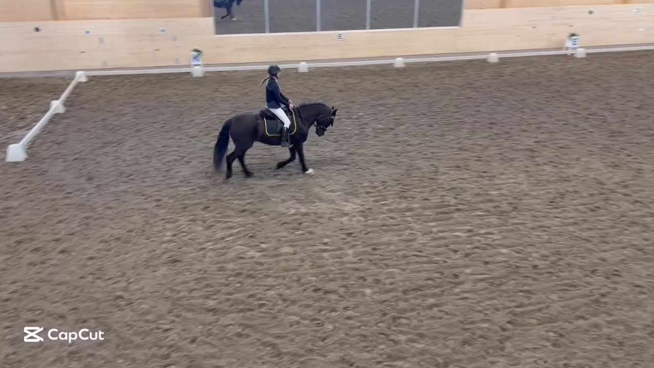 Allround hästar till salu: Fin kallblodstravare söker nytt hem🌟 i Boden - Video 1