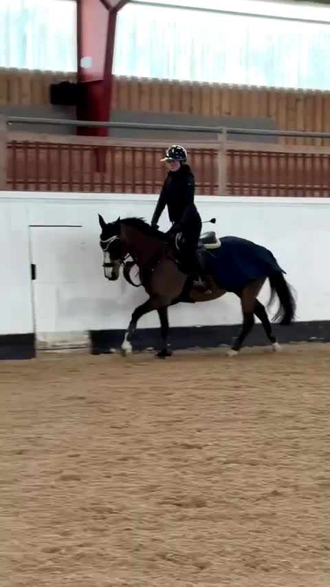 Allround hästar till salu: Storhäst i ponnyformat ⭐️ - Video 4