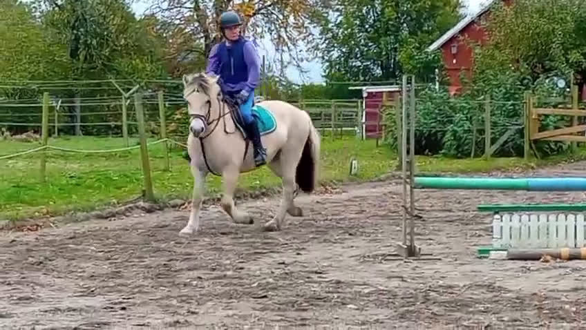 Allround hästar till salu: Trevligt 3 års sto. i Hörby - Video 1