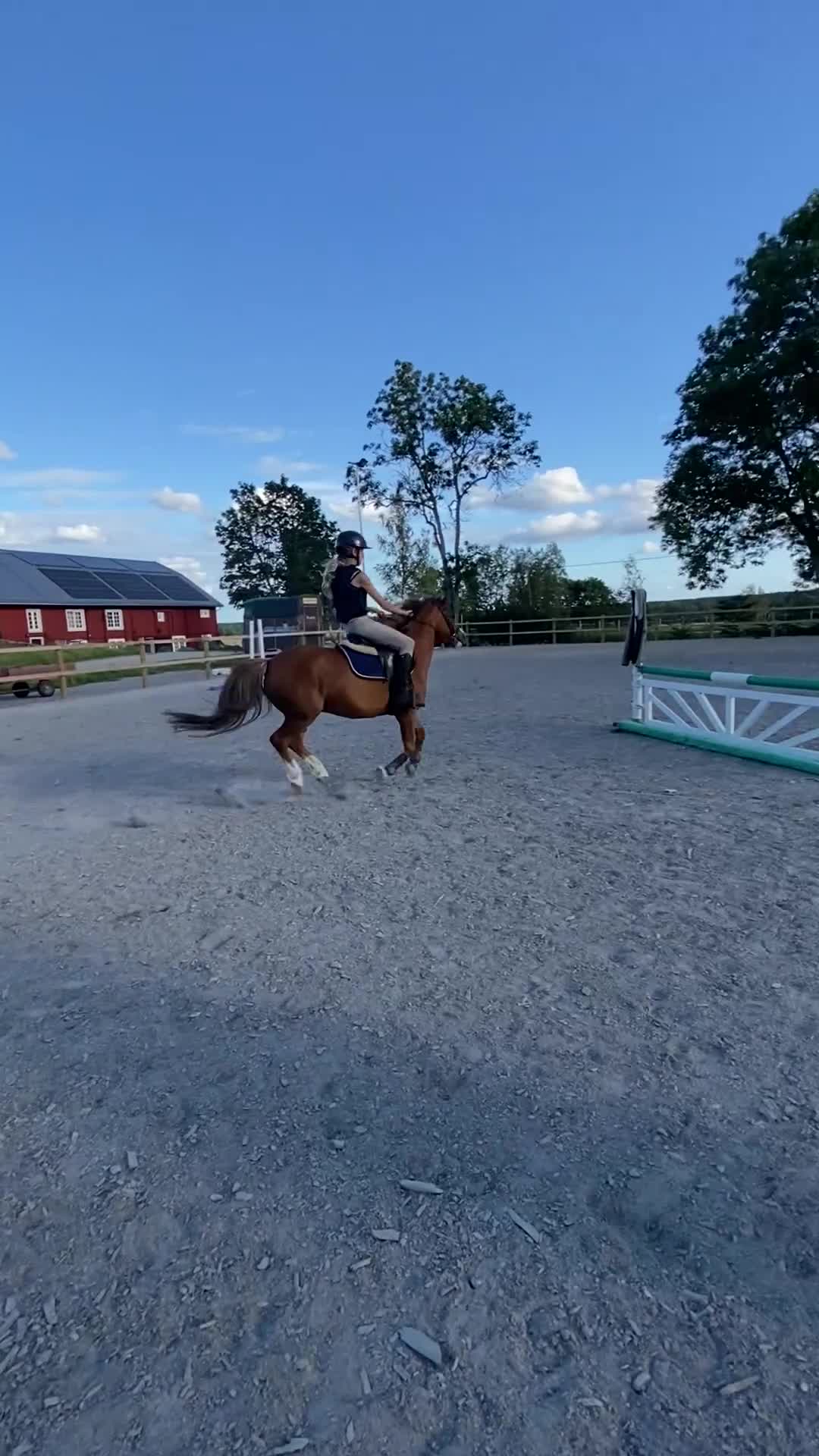 Allround hästar till salu: Fin b-ponny - Video 4
