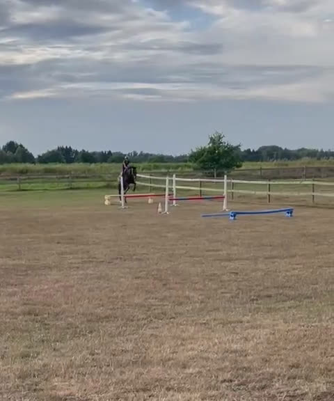 Hoppning hästar till salu: Hoppsto med mycket kapacitet  - Video 2