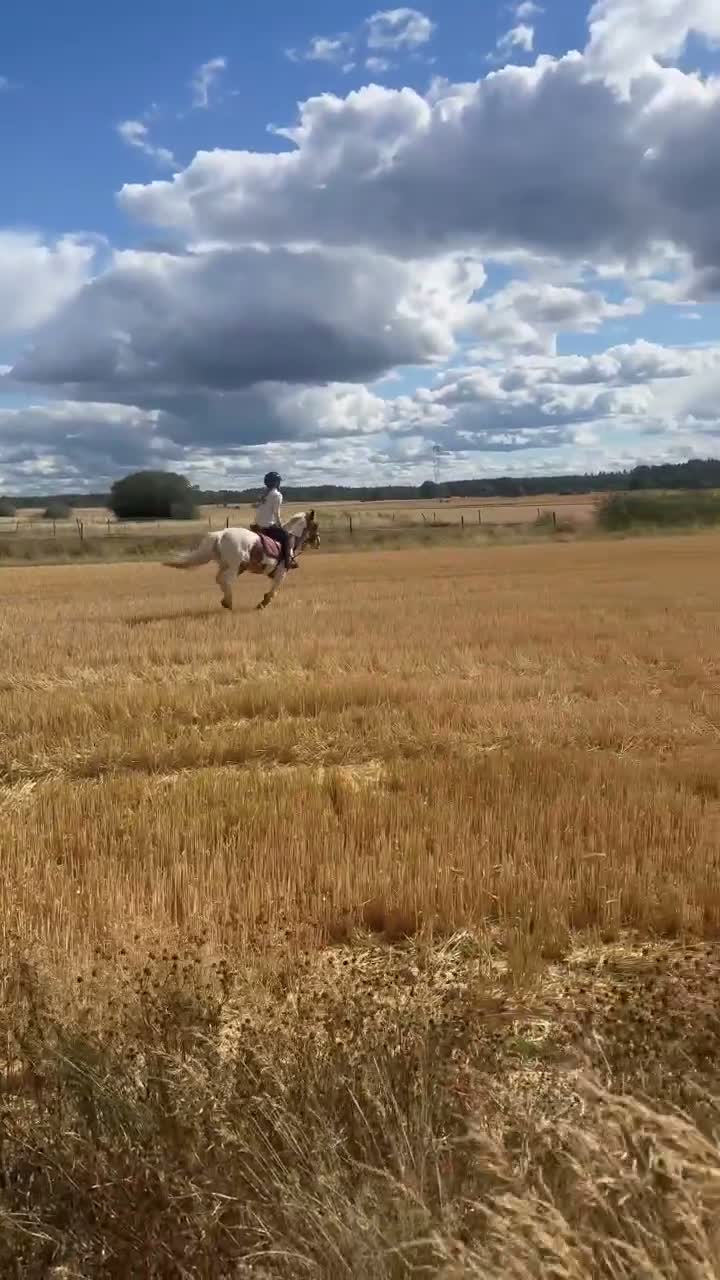 Allround hästar till salu: Dolly - Video 1