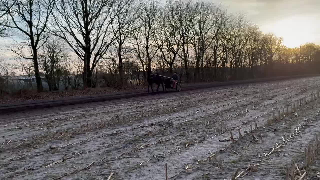 Trav hästar till salu: Topp stammad 2 års sto - Video 1