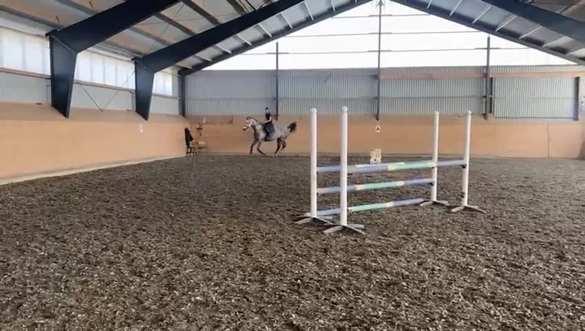Hoppning hästar till salu: Charmig vallack  - Video 3