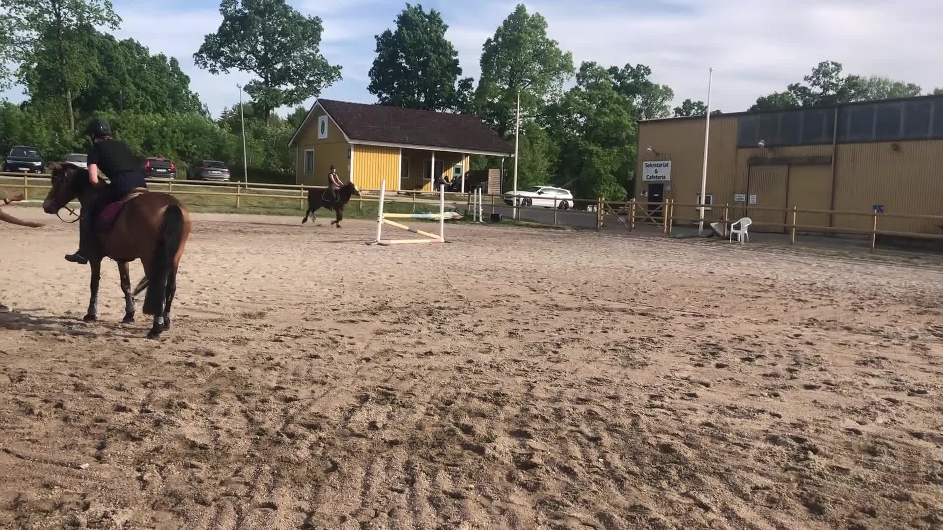Allround hästar till salu: Charmig Welsh cob valack 💙 - Video 1