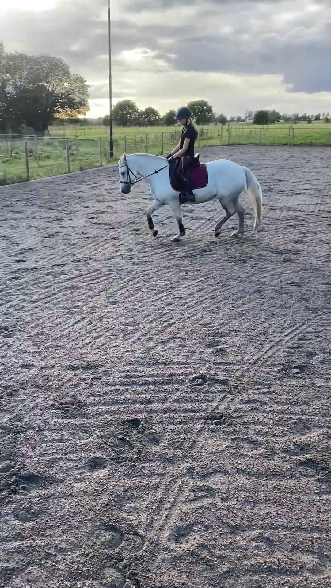 Allround hästar till salu: Dressyrponny i Lövestad - Video 1