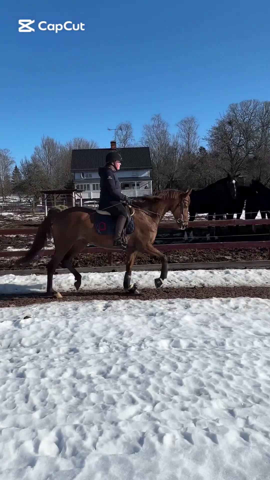 Allround hästar till salu: Vänligt formbart sto  - Video 1