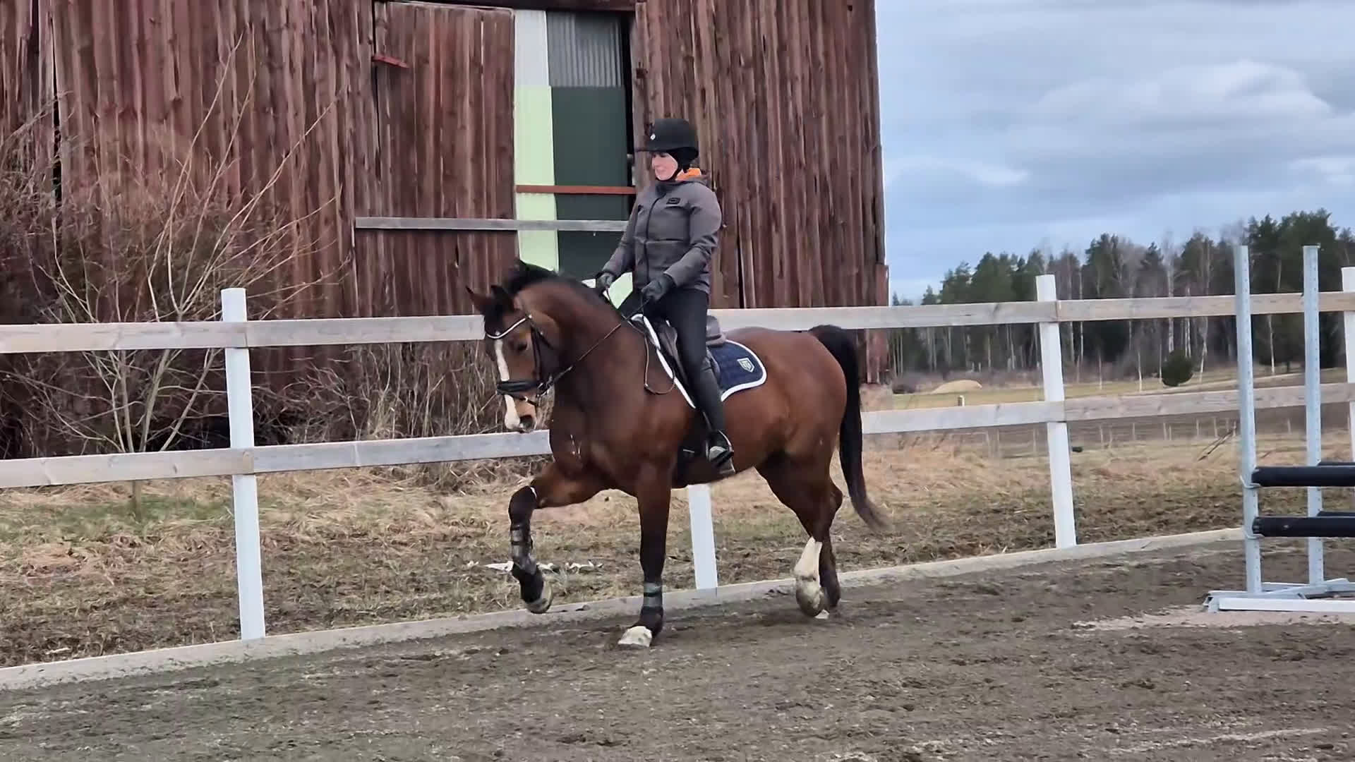 Dressyr hästar till salu: Välutbildad Dressyrhäst - Video 2
