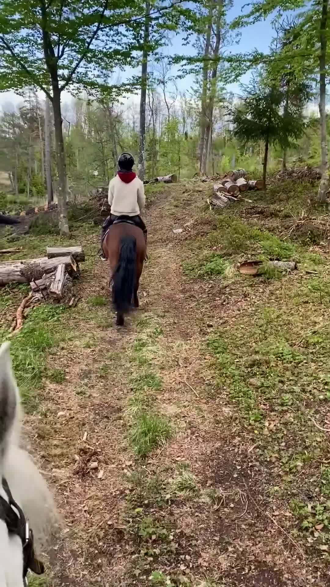 Allround hästar till salu: Trygg allroundponny - Video 1