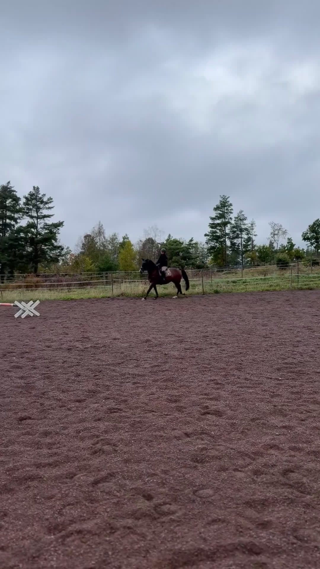 Hoppning hästar till salu: Fynd 🌟 - Video 4