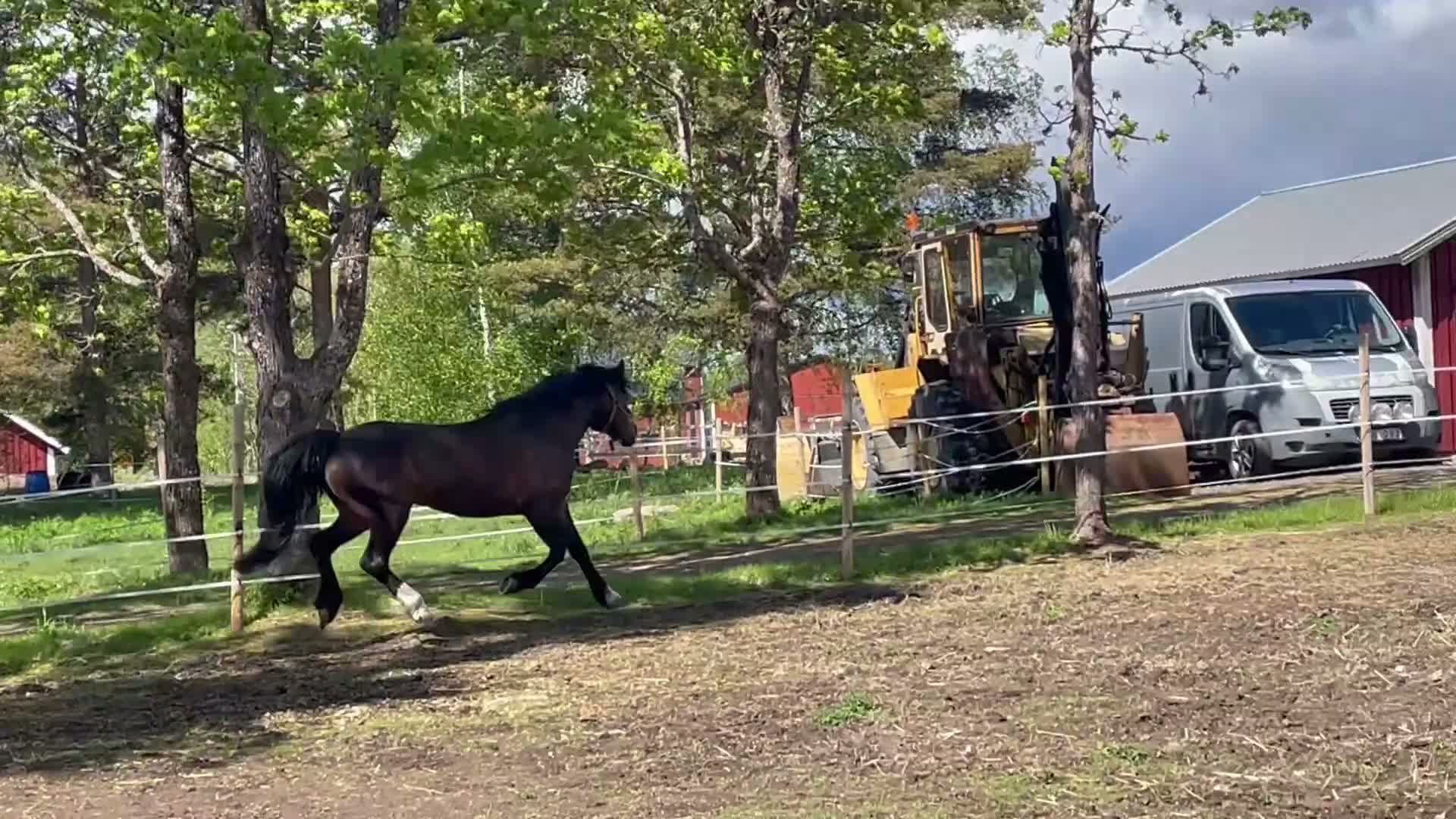 Allround hästar till salu: Mycket fin C-ponny - projekt - Video 2