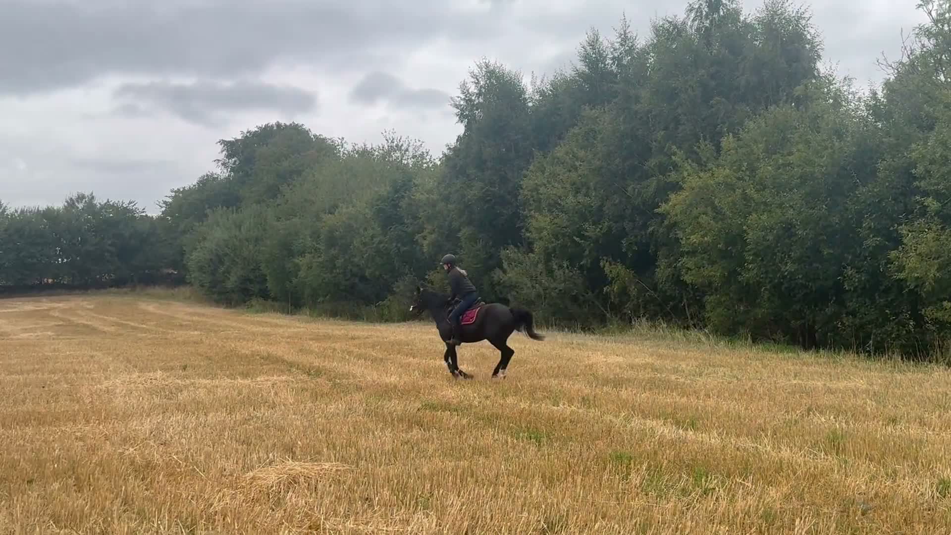 Hoppning hästar till salu: D-ponny e.Emmerton SWB - Video 2