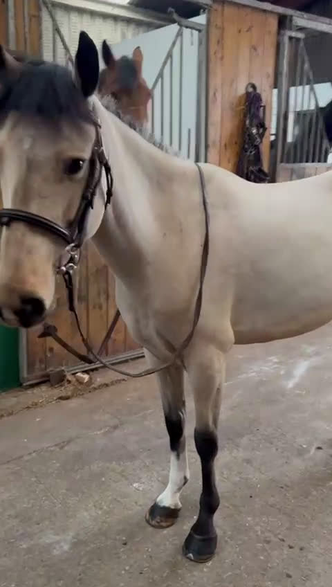 Hoppning hästar till salu: Ljuvlig B ponny ⭐️ i Valbo - Video 3