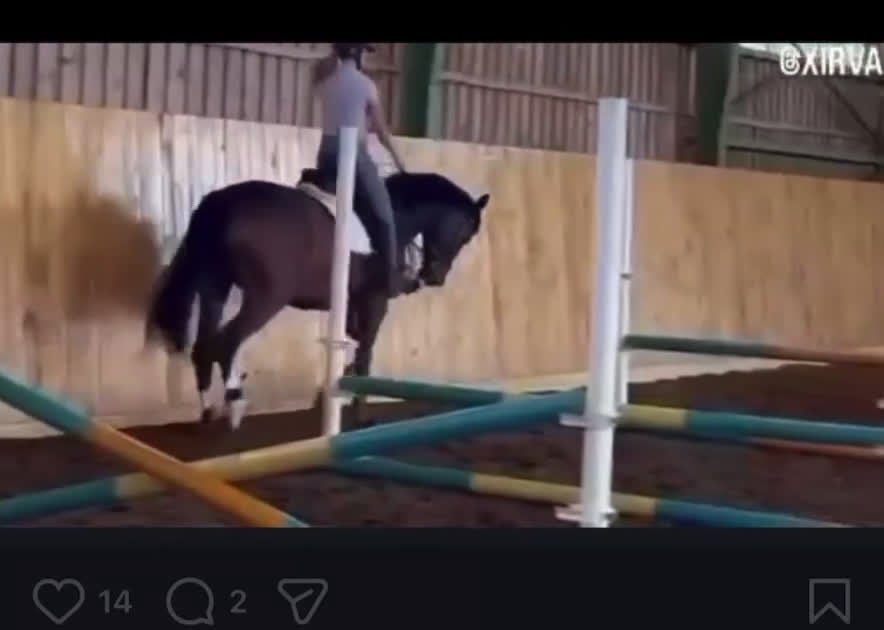  medryttarhäst finnes: Erfaren medryttare till häftig Swb hopp/dressyr i Västerhaninge - Video 1